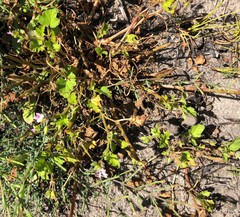 Pelargonium australe
