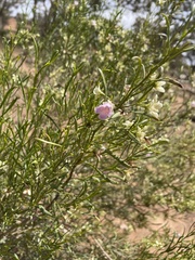 Eremophila sturtii