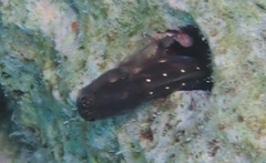 Ecsenius mandibularis