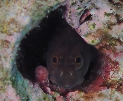 Ecsenius mandibularis