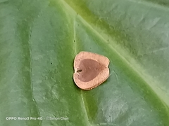 Aristolochia acuminata