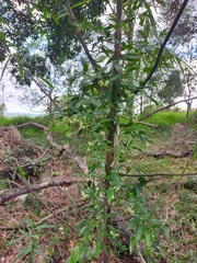 Geitonoplesium cymosum