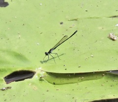 Austrocnemis maccullochi