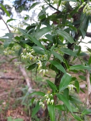 Geitonoplesium cymosum