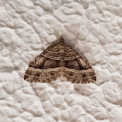 Chrysolarentia subrectaria