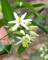 Geitonoplesium cymosum