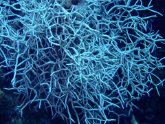 Melithaea rubrinodis
