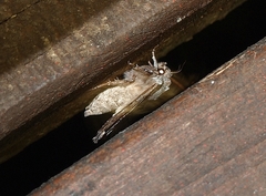 Ichneutica paracausta