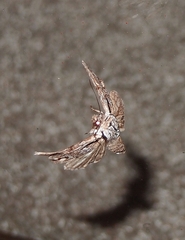 Ichneutica paracausta