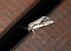 Ichneutica paracausta