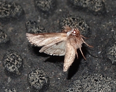 Ichneutica paracausta