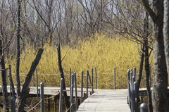 Forestiera acuminata