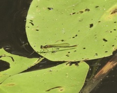 Austrocnemis maccullochi