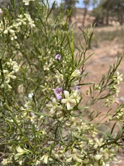 Eremophila sturtii