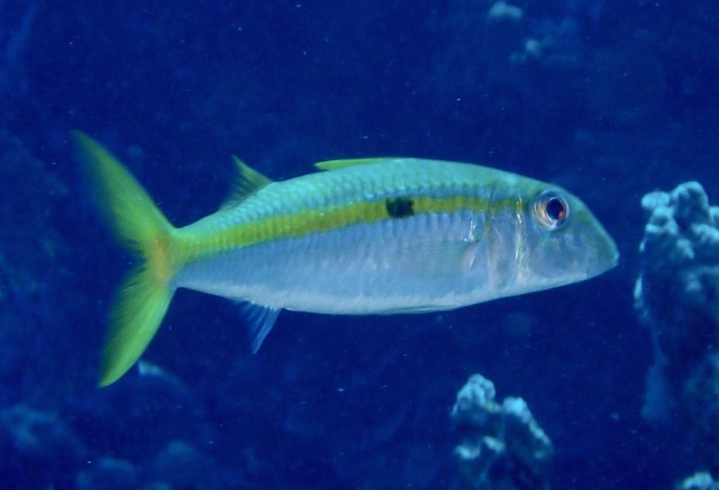 Bait goatfish (Mulloidichthys flavolineatus) — Mullidae