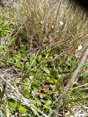 Brachyscome sinclairii