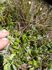 Brachyscome sinclairii