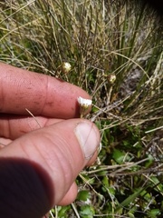 Brachyscome sinclairii