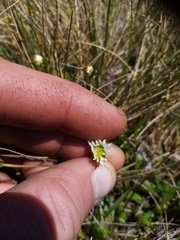 Brachyscome sinclairii