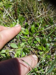 Brachyscome sinclairii