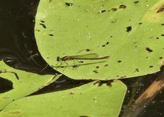 Austrocnemis maccullochi