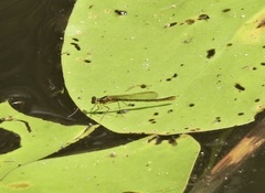 Austrocnemis maccullochi