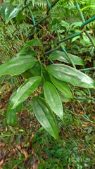 Smilax lanceifolia