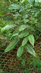 Smilax lanceifolia