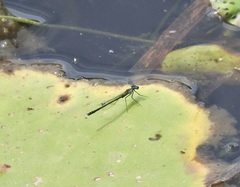 Austrocnemis maccullochi