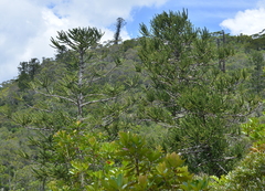 Araucaria montana