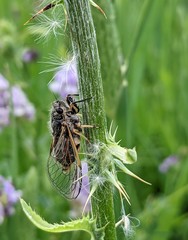 Myopsalta coolahensis