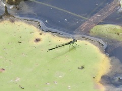 Austrocnemis maccullochi