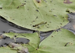 Austrocnemis maccullochi