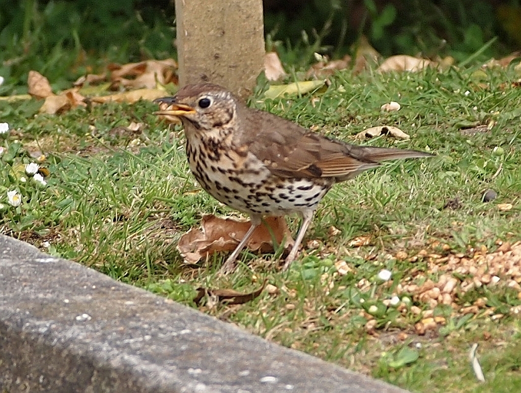 Western European Song Thrush from West Coast, New Zealand on November ...