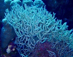 Melithaea rubrinodis