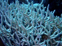 Melithaea rubrinodis