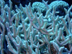 Melithaea rubrinodis