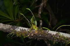 Bulbophyllum baladeanum