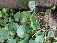 Dichondra micrantha