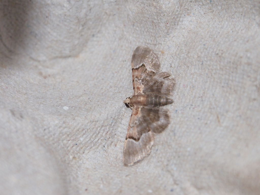 Glaucoclystis griseorufa