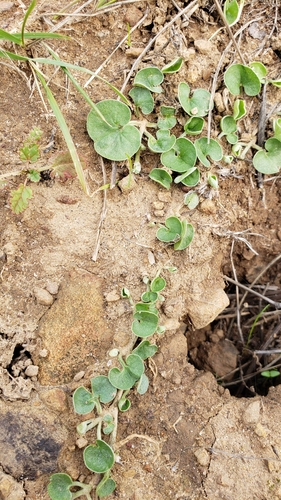 California ponysfoot (Dichondra donelliana)