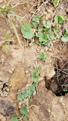 Dichondra donelliana
