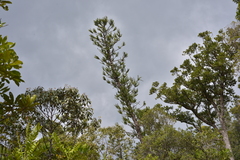 Araucaria montana