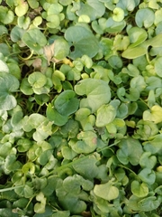 Dichondra micrantha