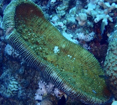 Ctenactis