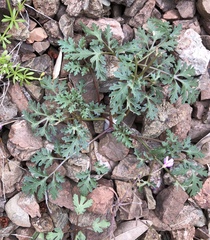 Sanicula saxatilis