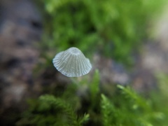 Mycena aciculata