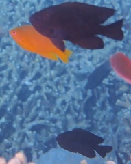 Pomacentrus brachialis