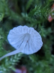 Mycena aciculata