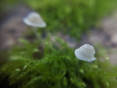 Mycena aciculata